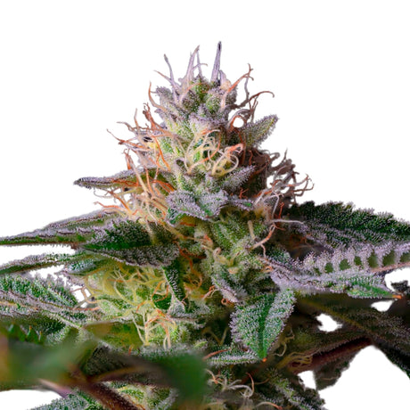 Autoflowering Cannabis Samen Feminisiert Critical